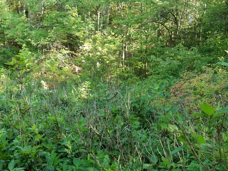 Buttonbush wetland